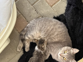 Мама кошка