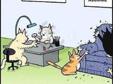 Надо ли стричь домашним котикам когти?