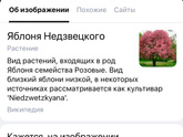 Увидела такое дерево на