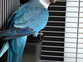 🦜Попугай , к предыдущему