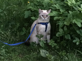 СРОЧНО!!!КОШАТНИКИ!