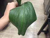 Кто понимает в комнатных растениях