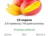 23 недели .