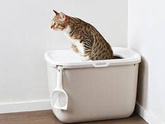 Бенгальская кошка. Игрушки и корм