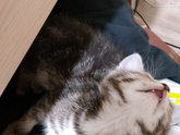 Котенок ссыт
