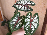 Хобби 🌿