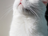 Котик