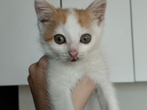 Коська