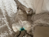Девочки нашли кота на