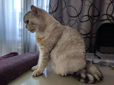 Кот один больше месяца(((