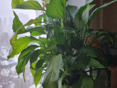 Фикус elastica robusta