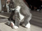 Котёнок на авито. Ориентальные коты