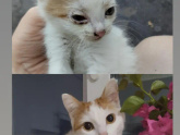 Коська