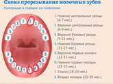 Лезут зубы неправильно, стоит ли беспокоится?