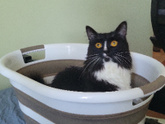 Про кота