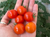 Огород на балконе🍅
