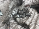Метис шотландской(тоже не чистой) и дворового кота