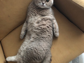 Домашние животные🥰