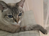 Кошка...