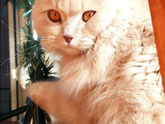 кот 🐈