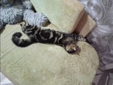 Завели кота..