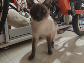 Приютили кошку,что делать?