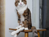 Кото-пятница))) Много мими-фото котиков