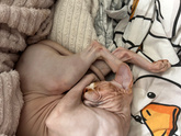 У кого есть сфинкс без велюр