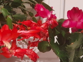 ✨Как орхидеи стали моей страстью🌸