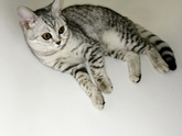 Кошка - бомжиха !