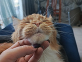 В следующий