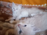 Сны и котята