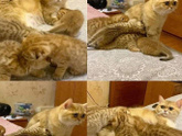 Привет, корона!