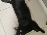 Питомцы 🐈🐕🐇🦜🐠🐢🐁