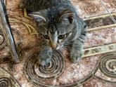 Кошечка моя