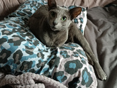Котосемья
