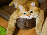 Котики, собачки, игуаны)