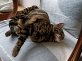 Складные котики)