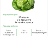 38 недель.....