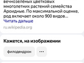 Девочки , подскажите название этого растения )