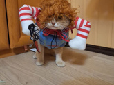 Кот-бес