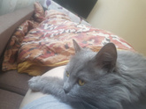 Моего кота подменили? Еще
