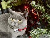 С Новым Годом!