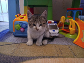 Котенок. Киев