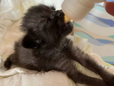 Наш котёнок ?