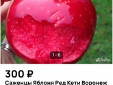 Яблоня