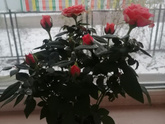 Роза кордана.