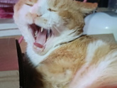 Какие у вас животные дома?