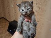 Наши котятки