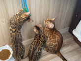 Разведение кошек